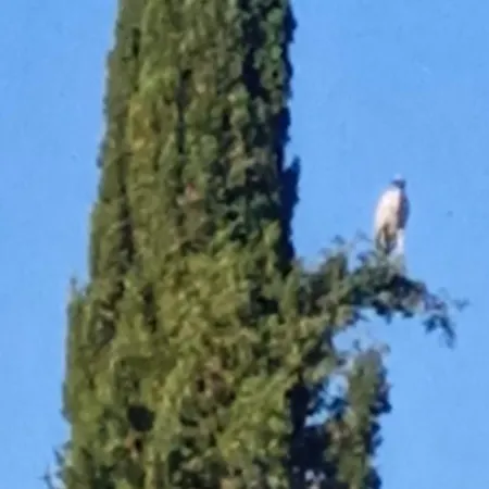 Апарт-отель Georgina