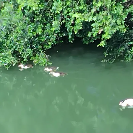 Georgina 3* Месонги