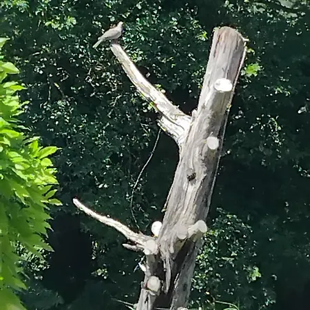 Апарт-отель Georgina