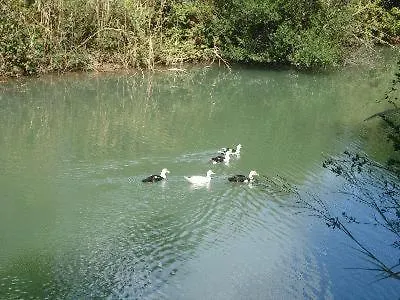 Georgina 3* Месонги